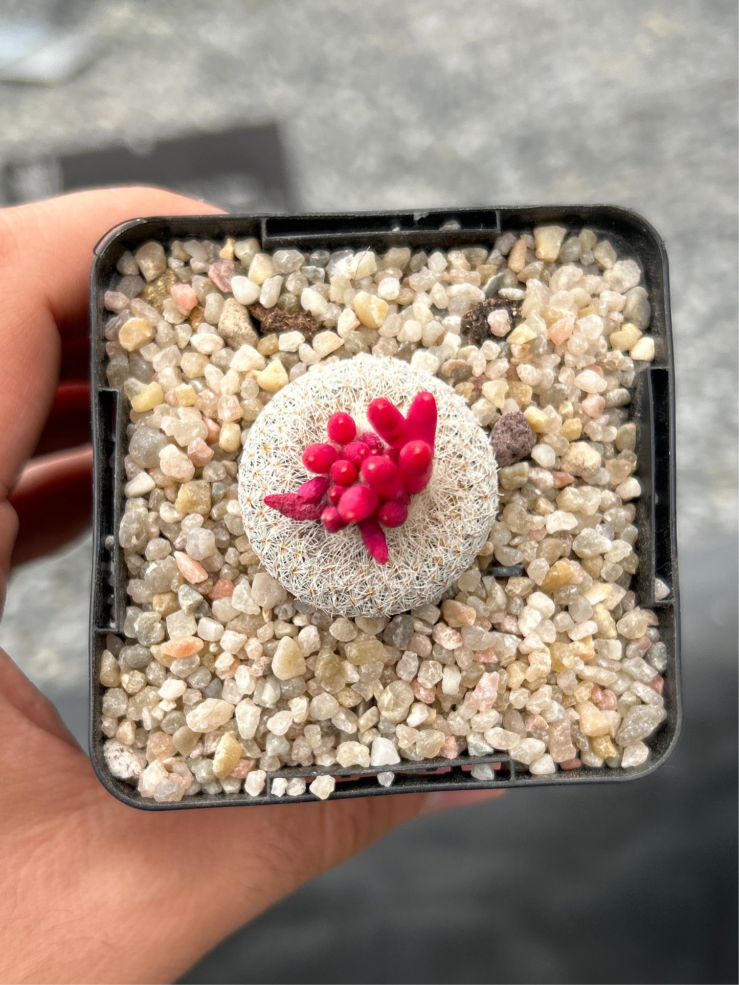 Epithelantha micromeris L 737 Cinco de Mayo