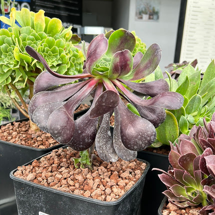 Aeonium Deep Purple