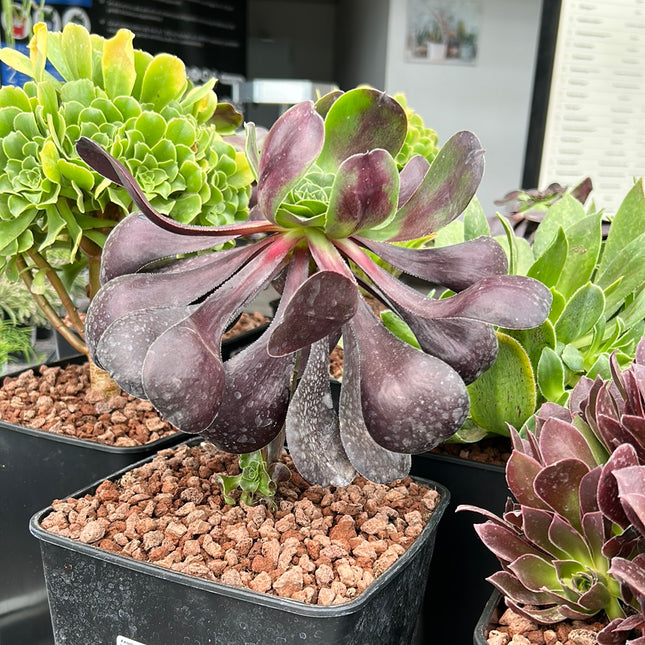 Aeonium Deep Purple