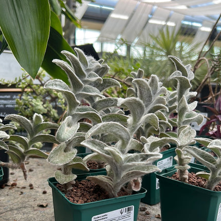 Tradescantia Sillamontana