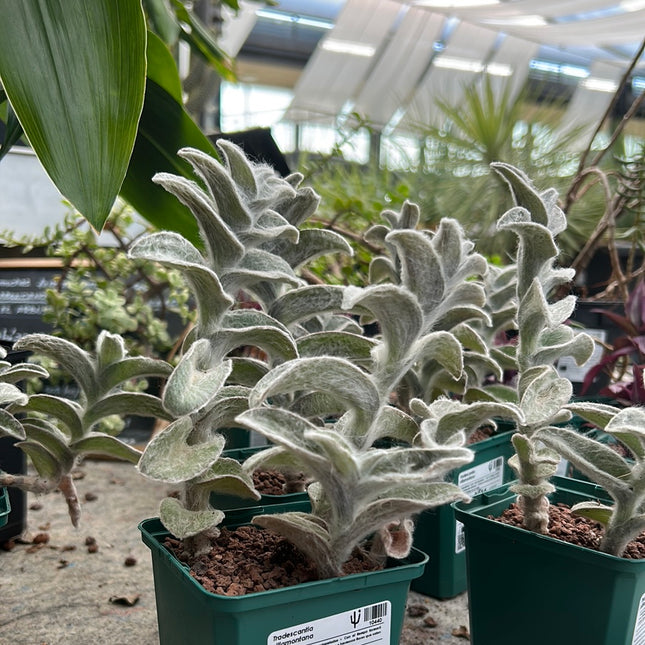 Tradescantia Sillamontana