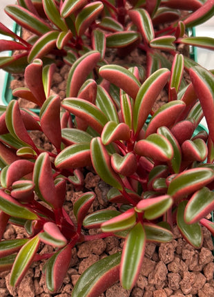 Peperomia graveolens