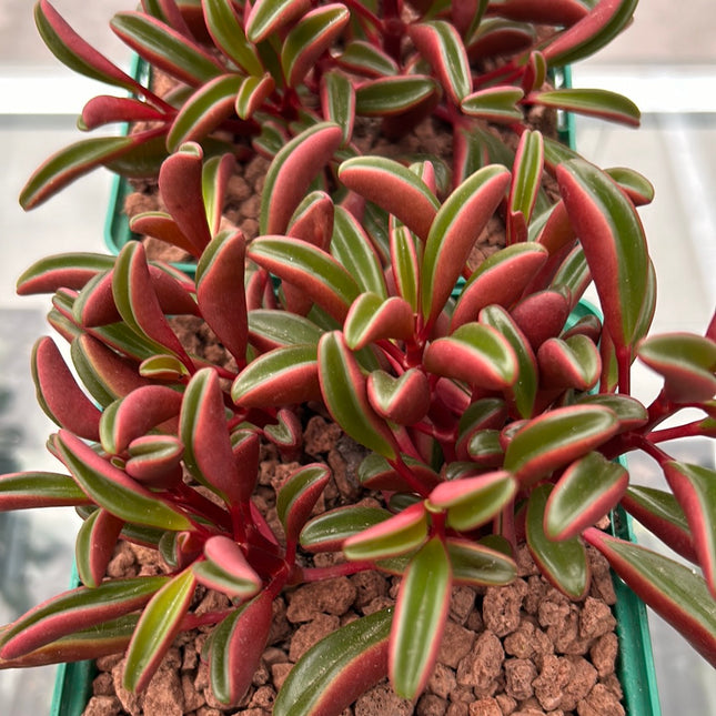 Peperomia graveolens