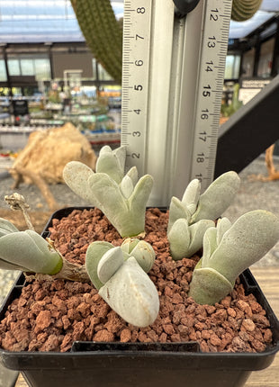 Gibbaeum pubescens