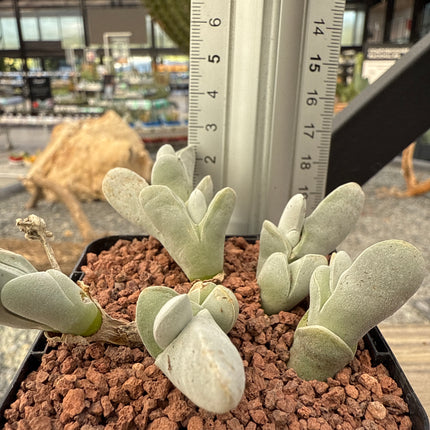 Gibbaeum pubescens