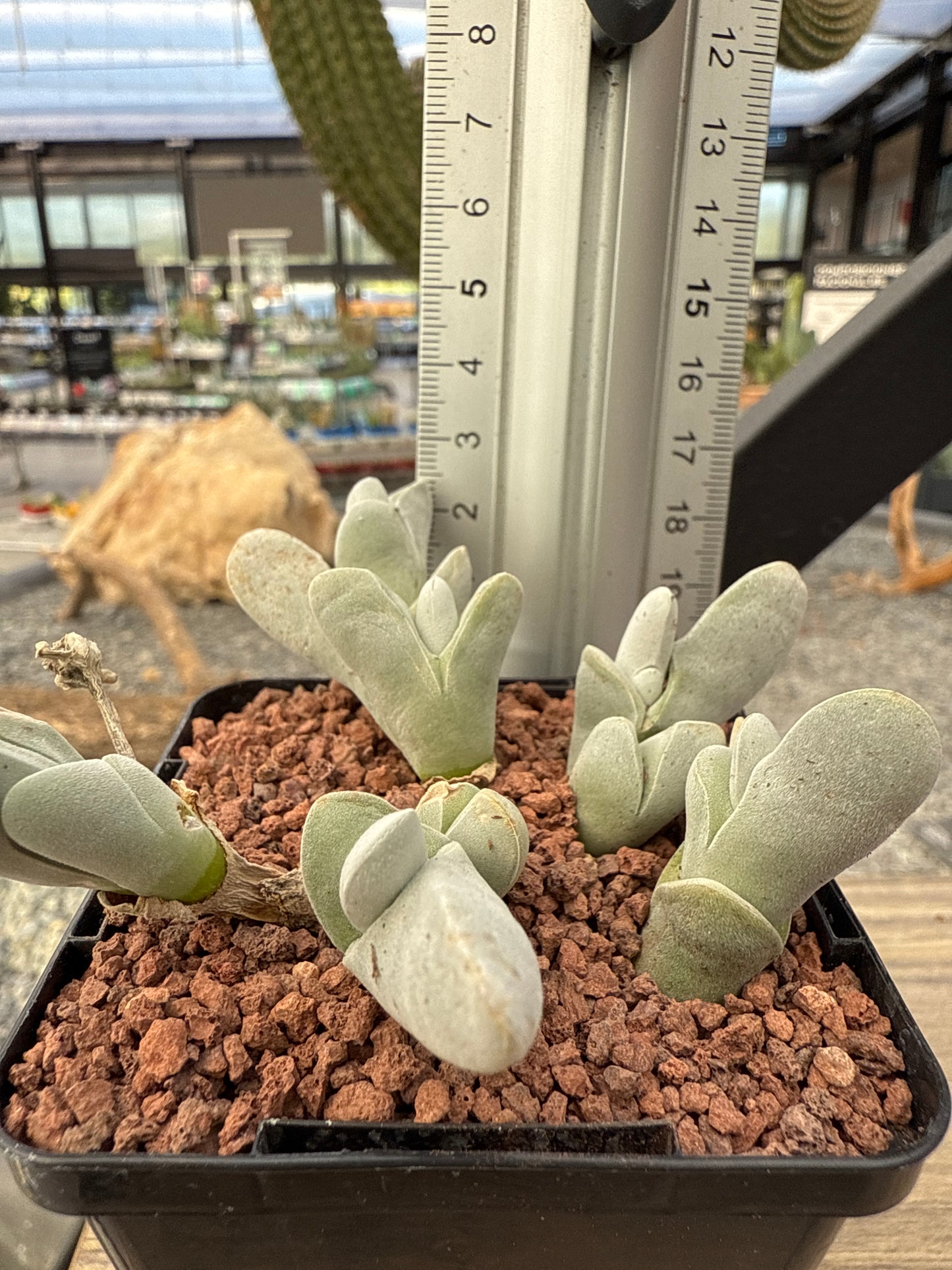 Gibbaeum pubescens