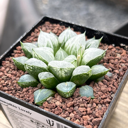 Haworthia „Liebesherz“