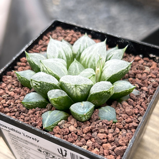 Haworthia 'Love Heart'