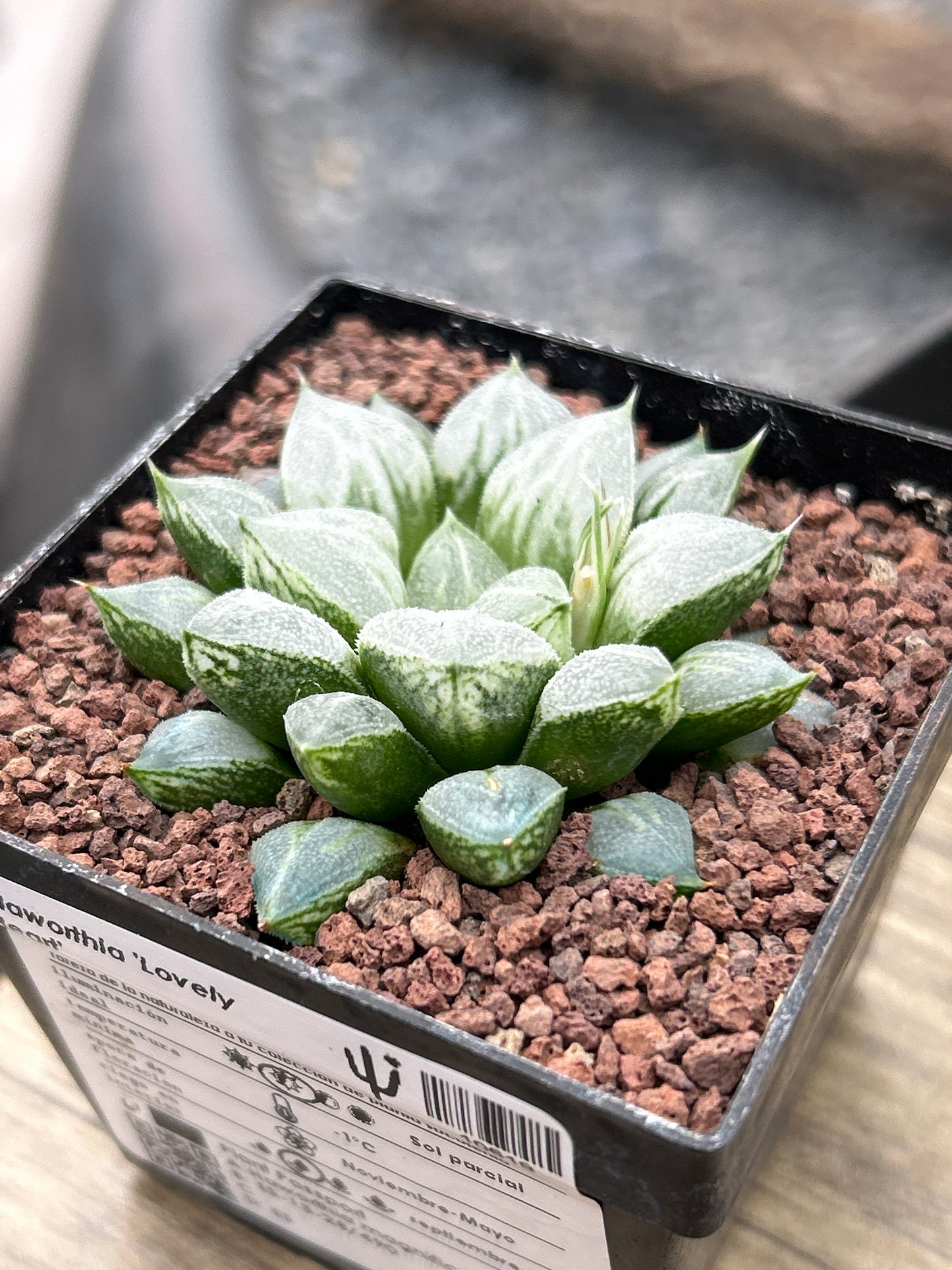 Haworthia 'Love Heart'