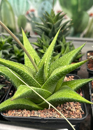 Haworthiopsis venosa var. woolleyi x H. limifolia
