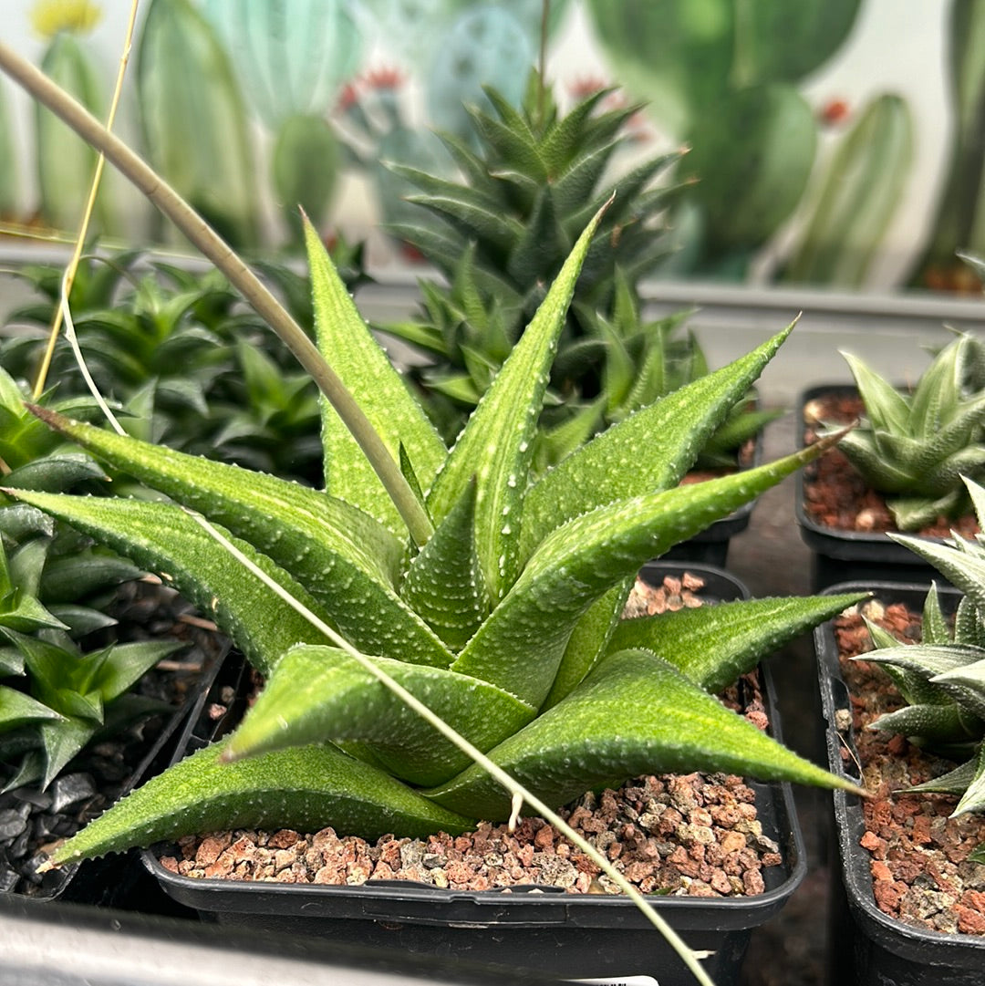 Haworthiopsis venosa var. Woolleyi x H. limifolia