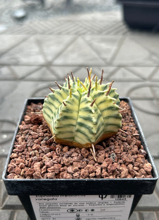 Euphorbia meloformis f. variegata