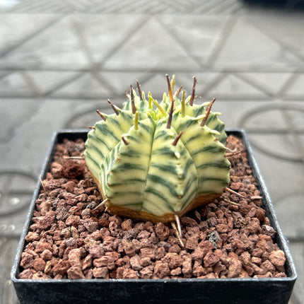 Euphorbia meloformis f. variegada