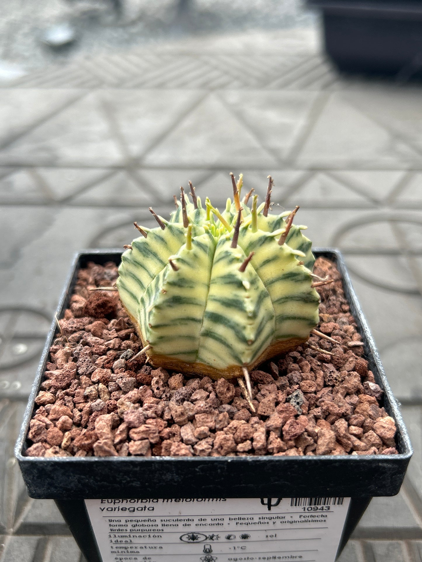 Euphorbia meloformis variegata