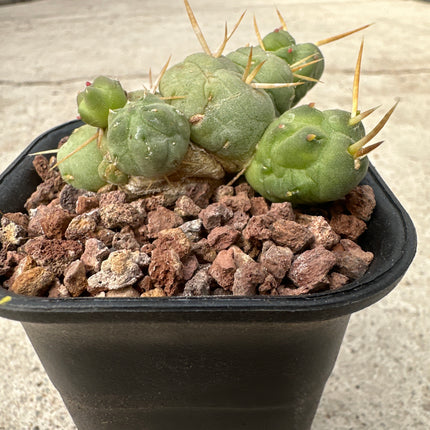 Cumulopuntia incahuasi (ex.Puna )| Puna incahuasi