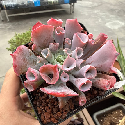 Echeveria ‘Pink Trumpet’