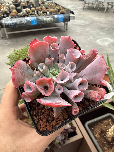 Echeveria ‘Pink Trumpet’