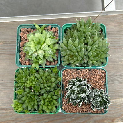 Desert PACK Haworthias