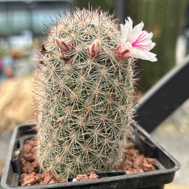 Mammillaria albicans