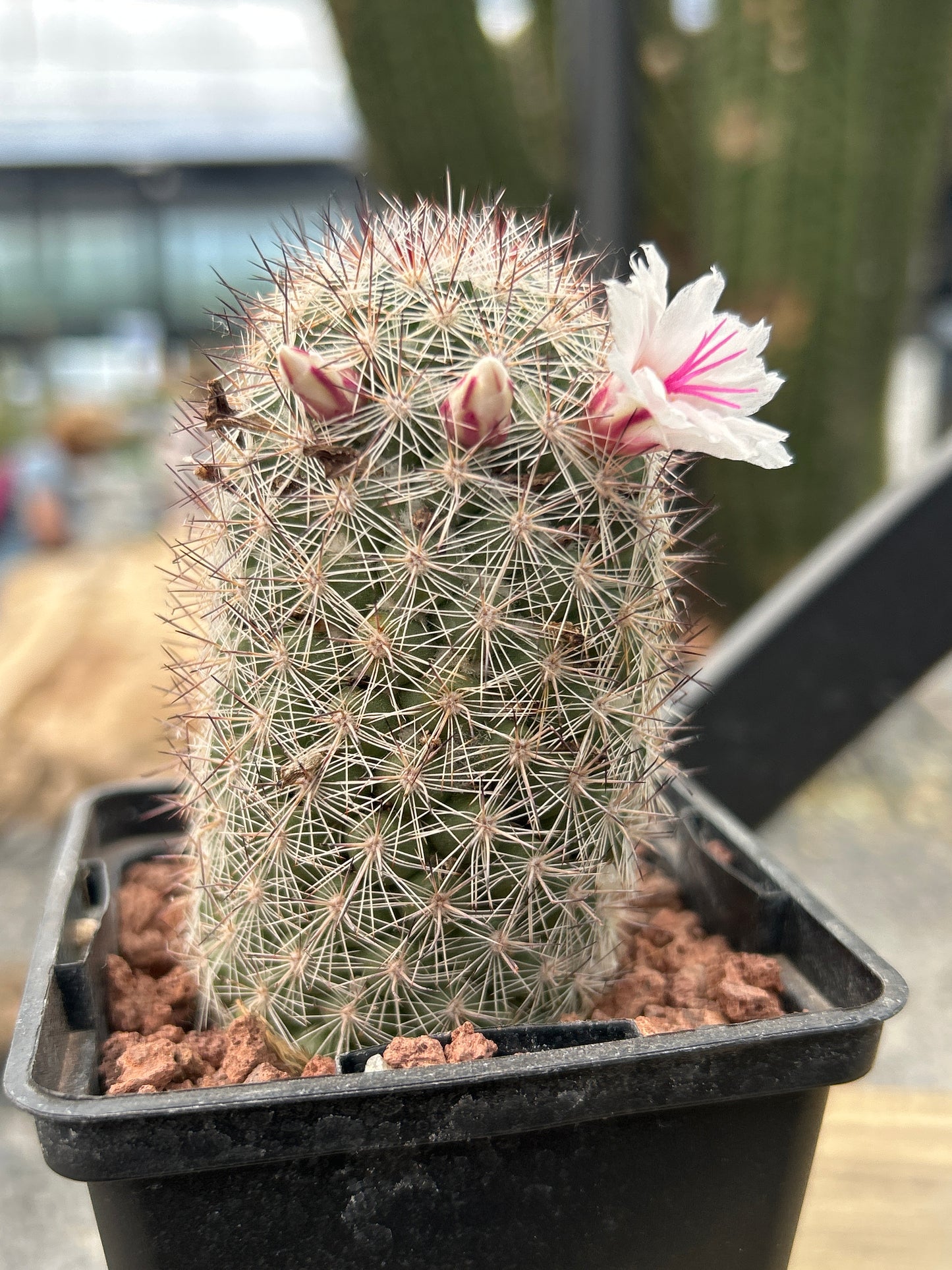 Mammillaria albicans