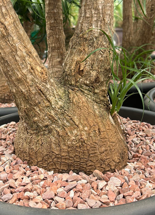 Beaucarnea recurvata “Pata de Elefante”