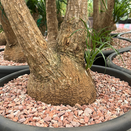 Beaucarnea recurvata “Pata de Elefante”
