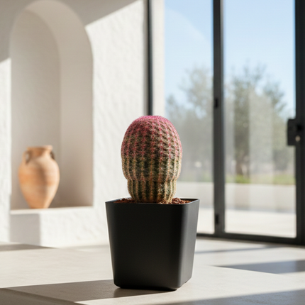 Echinocereus rigidissimus subsp. rubispinus “Cactus Barbie”