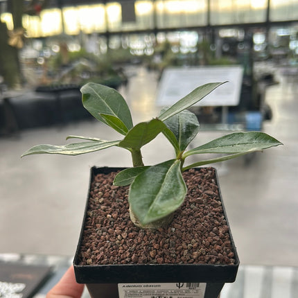 Adenium obesum