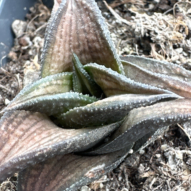 Haworthiopsis venosa f. Coriacea IB6414