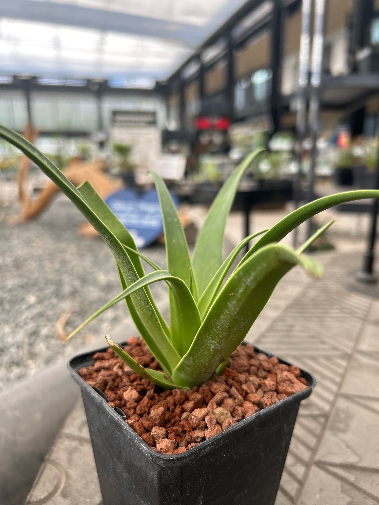 Agave bracteosa