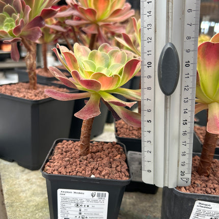 Aeonium 'Madeira rose'
