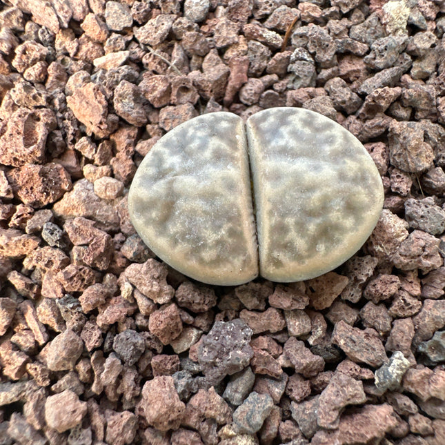 Lithops naureeniae C304