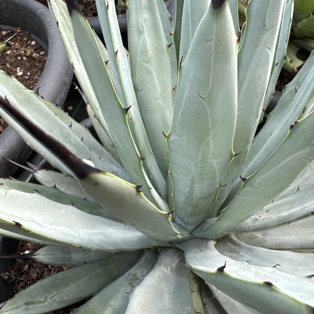 Agave macroacantha f. blue