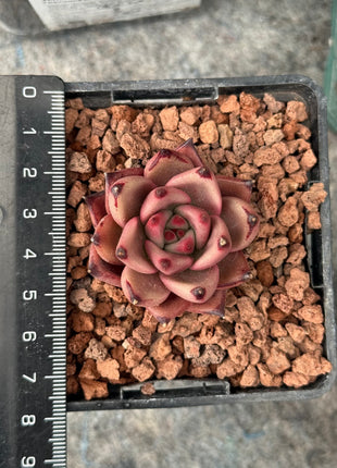 Echeveria agavoides ‘Red Ebony’