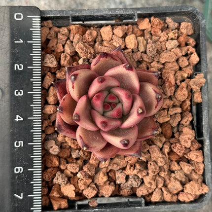 Echeveria agavoides ‘Red Ebony’