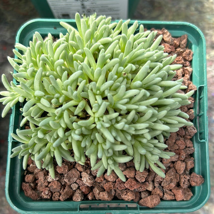 Delosperma sphalmantoides