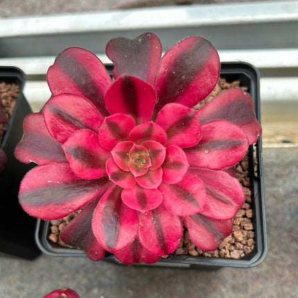Aeonium ‘Medusa’
