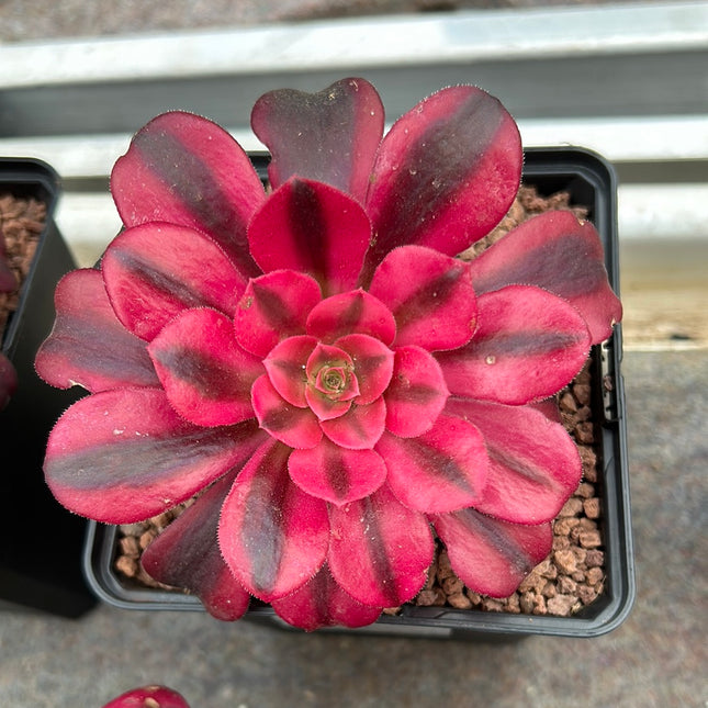 Aeonium 'Medusa'