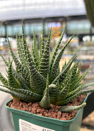 Haworthiopsis attenuata var. radula
