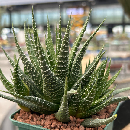 Haworthiopsis attenuata var. radula