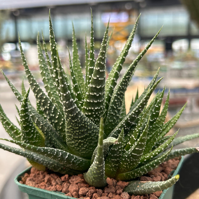 Haworthiopsis attenuata var. radula