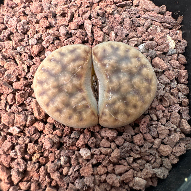 Lithops halli var. ochracea C142A