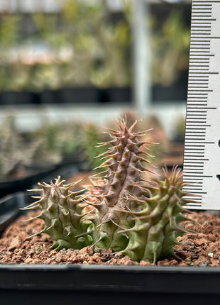 Huernia piliansii