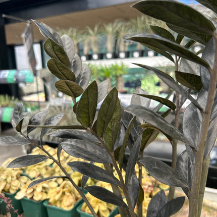 Zamioculca zamiifolia ‘Raven’