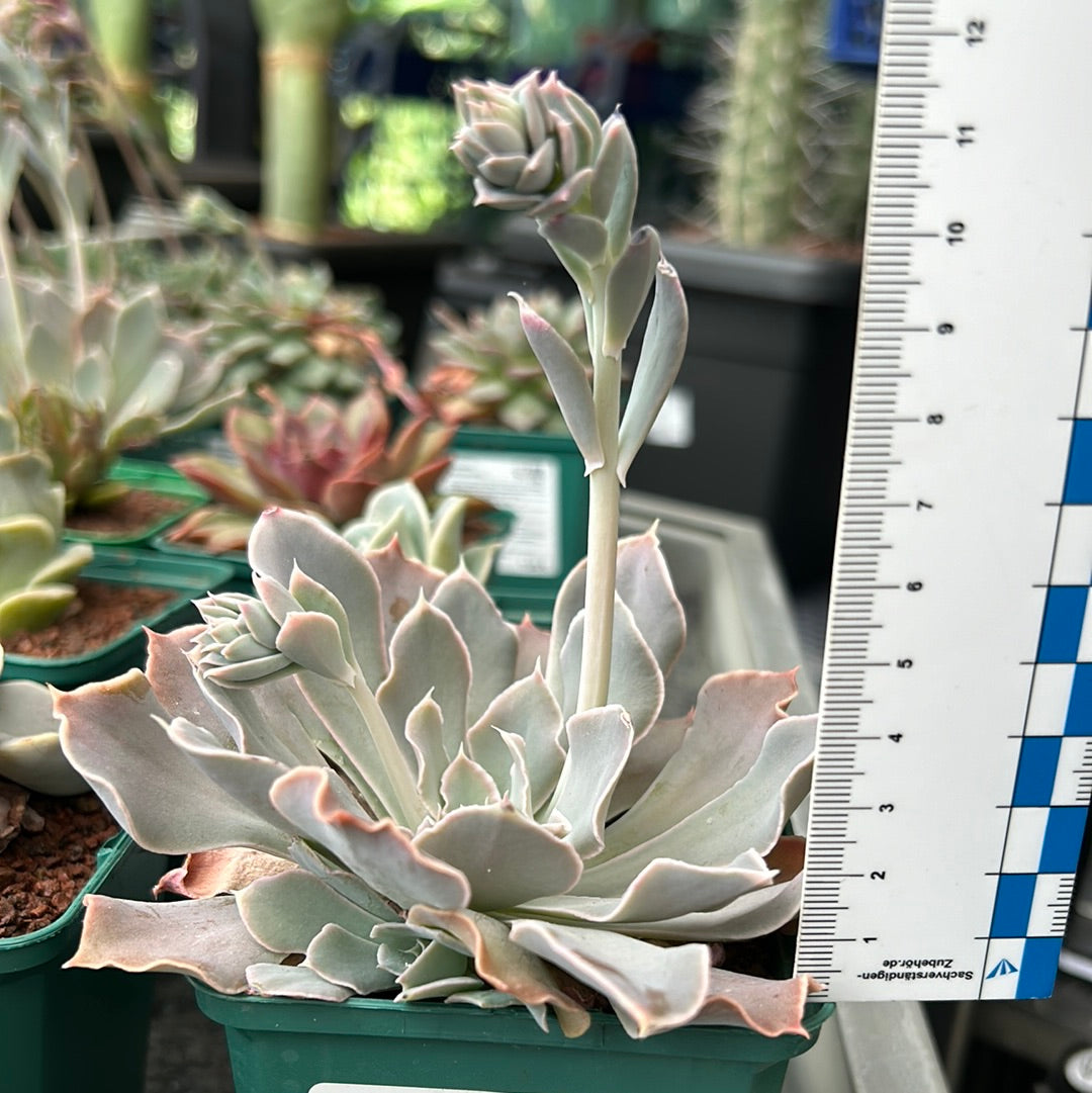 Echeveria shaviana