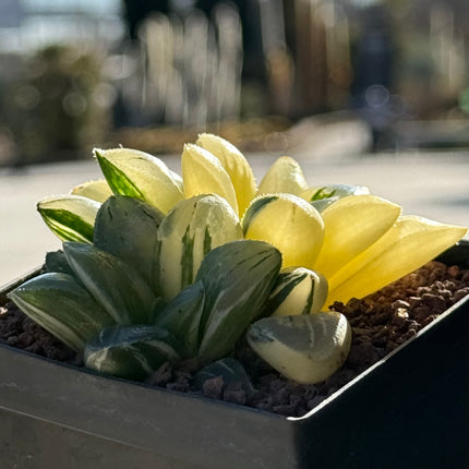 Haworthia retusa mutica f. variegata