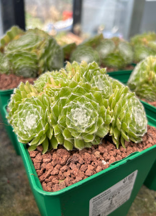 Cobweb Houseleek