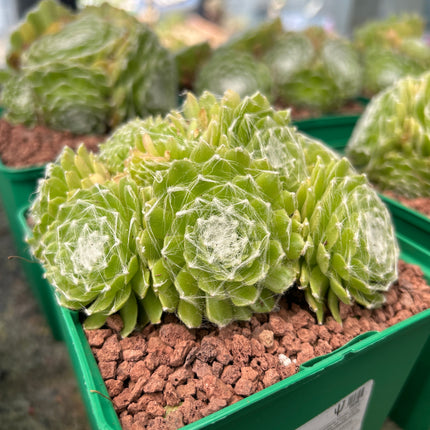 Sempervivum arachnoideum