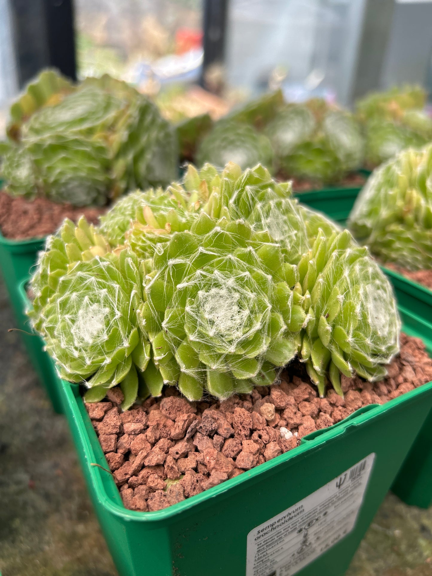 Sempervivum arachncoideum