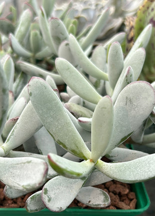 Keimblatt arbiculata 'Silver Peak'
